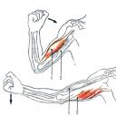 Схема расположения сгибательных и разгибательных мышц руки