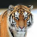 Тигр и Петух: гороскоп совместимости не обещает простых отношений