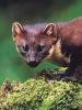 What does a forest animal look like - a stone marten?